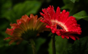 Two Flowers by Darren LeBlanc