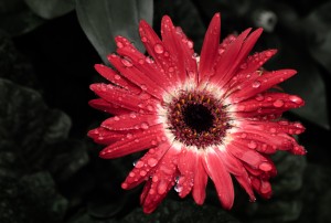 Red Flower by Darren LeBlanc