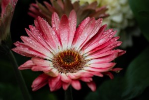 Pink Flower by Darren LeBlanc