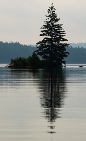 Lonely Tree by Darren LeBlanc