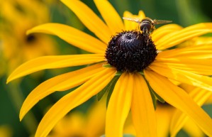 Paparazzi by Darren LeBlanc