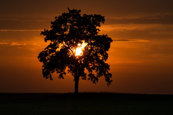 St. Georges Tree Print