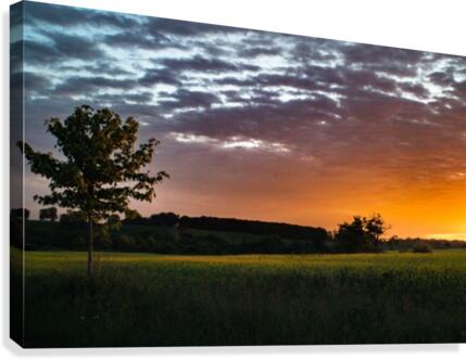 Morning Field Canvas Print