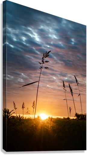 First Light Canvas Print