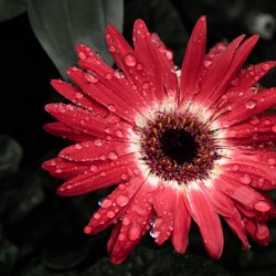 Red Flower