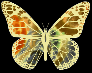 1 Butterflies 14