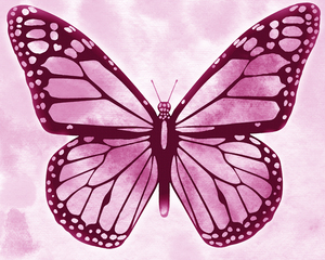 1 Butterflies 27