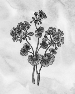 Art Geranium Botanical Watercolor Flower On G