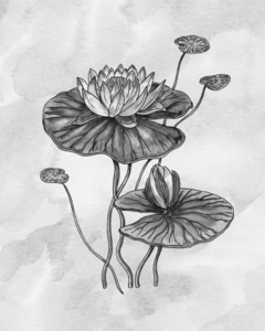 Art Waterlilies Botanical Watercolor Flower Ojpg