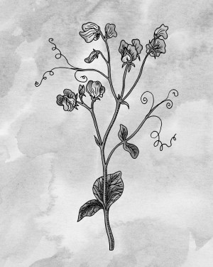 Sweet Pea Simple Gray Botanical Flower On Watercolor Marble 