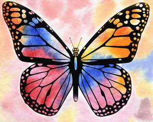 Butterfly 5 Rainbow
