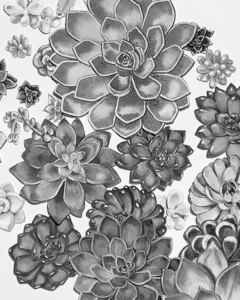 Charcoal Gray Monochrome Watercolor Succulent 1666065774.5829