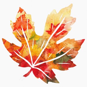 Autumn Maple Leaf