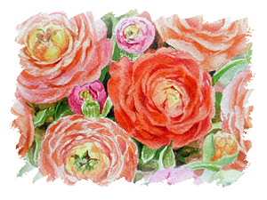 Flowers Ranunculus Free Brush Strokes 1