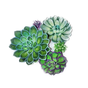 Fresh Green And Purple Succulent Plants Garde
