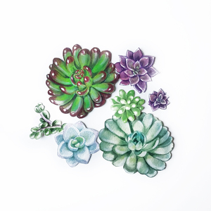 Fresh Green Blue Purple Succulent Plants Gard