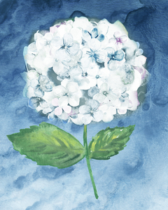 Hydrangea Flower 3