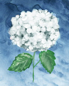 Hydrangea Flower 4