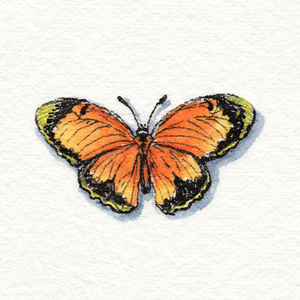 Miniature Butterfly 2 1