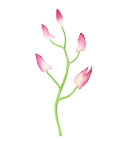 Minimalism In Watercolor Pink Orchid Flower Buds