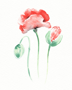 Minimalism In Watercolor Red Poppy Flowers On Whi