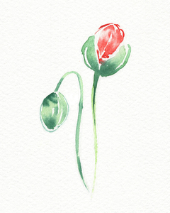 Minimalism In Watercolor Red Poppy Flowers On Whi 1685637453.2603