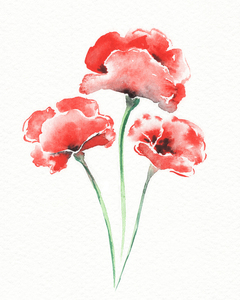 Graceful Beauty Botanical Watercolor Three Red Poppies Flowers II
