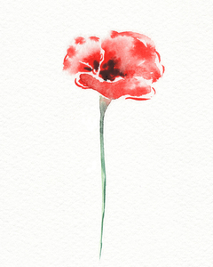 Graceful Beauty Botanical Watercolor Red Poppy Flower III