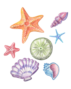 Multicolor Under The Sea Shells And Stars Beach A 1685636786.6692