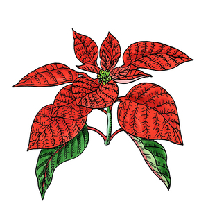 Poinsettia Minimalism Red Botanical Watercolor 