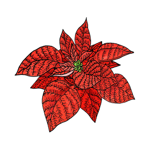 Red Watercolor Poinsettia Minimalism