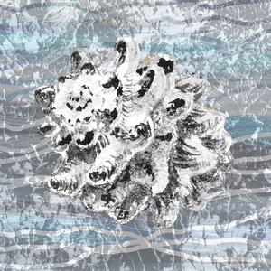 Silver Gray Seashell On Ocean Shore Waves And Rocks VI