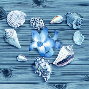 Seashells Heart With Blue Orchid Flower Beach