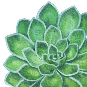 Succulents Collage Watercolor 146