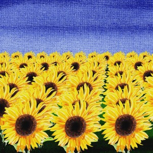 Sunflowers Field
