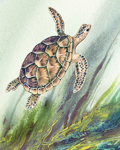 Turtle 114