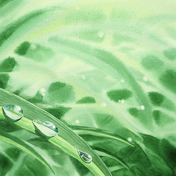 Dew Drops On Green Leaves Watercolor   Print