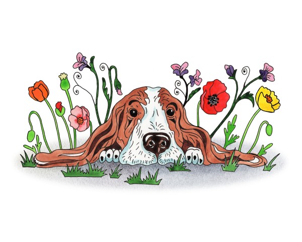 Super Sweet Cute Basset Poppy With Poppies Watercolor