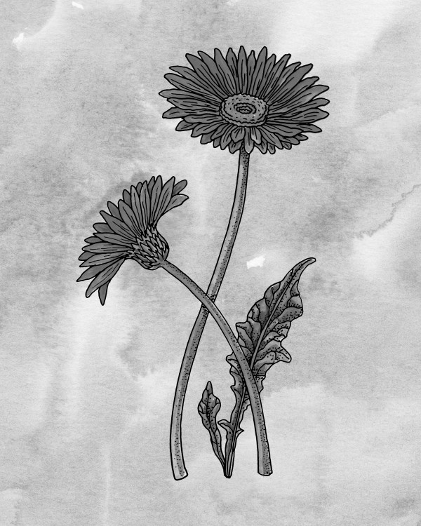Gerbera Simple Gray Botanical Flower On Watercolor Marble  Print