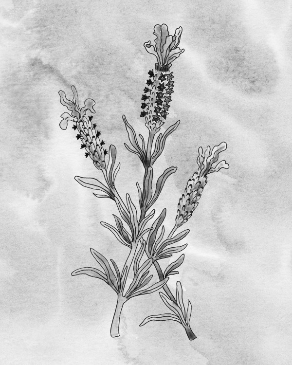Lavender Simple Gray Botanical Flower On Watercolor Marble  Print