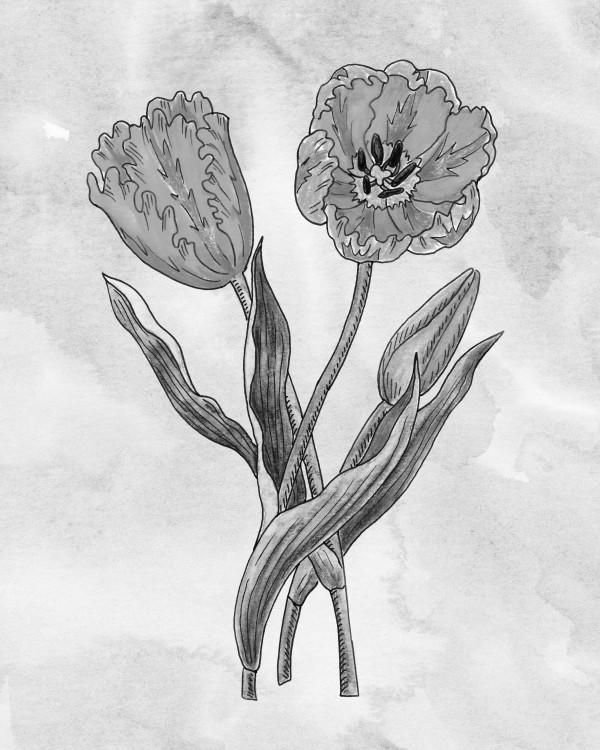 Parrot Tulip Simple Gray Botanical Flower On Watercolor Marble  Print