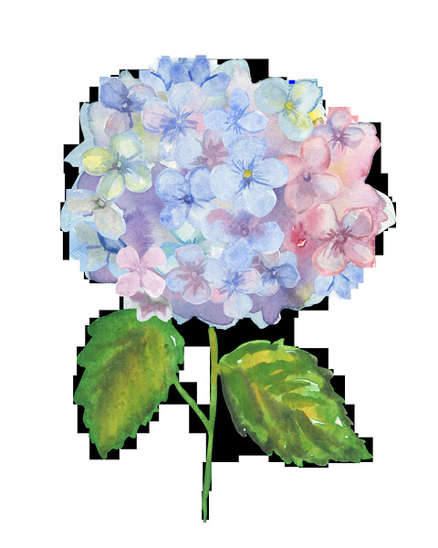 Hydrangea 1