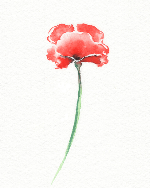 Graceful Beauty Botanical Watercolor Red Poppy Flower I