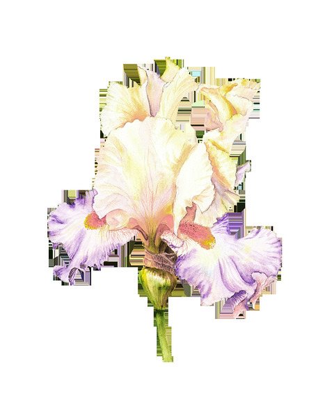 Watercolor Flower Minimalism PNG 19