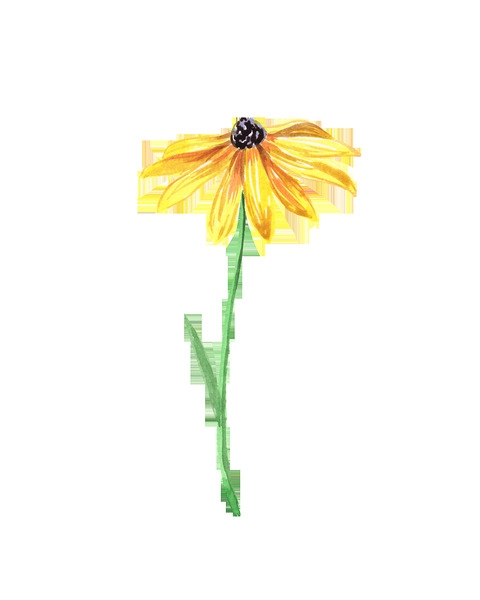 Watercolor Flower Minimalism PNG 2
