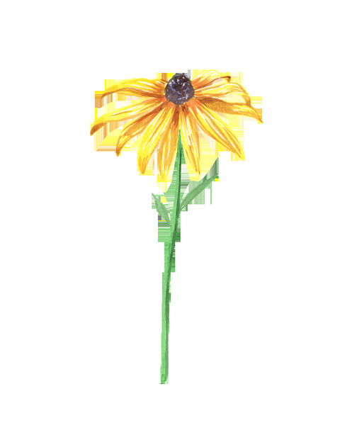 Watercolor Flower Minimalism PNG 3