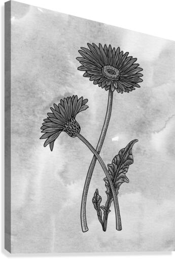 Gerbera Simple Gray Botanical Flower On Watercolor Marble  Canvas Print