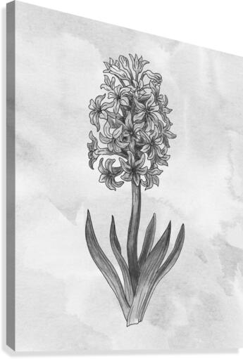 Hyacinth Simple Gray Botanical Flower On Watercolor Marble  Canvas Print
