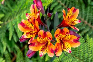 flowers nature