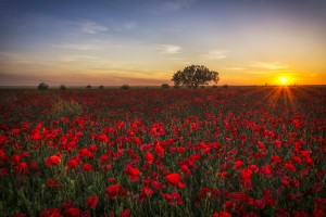 horizon plant sunrise